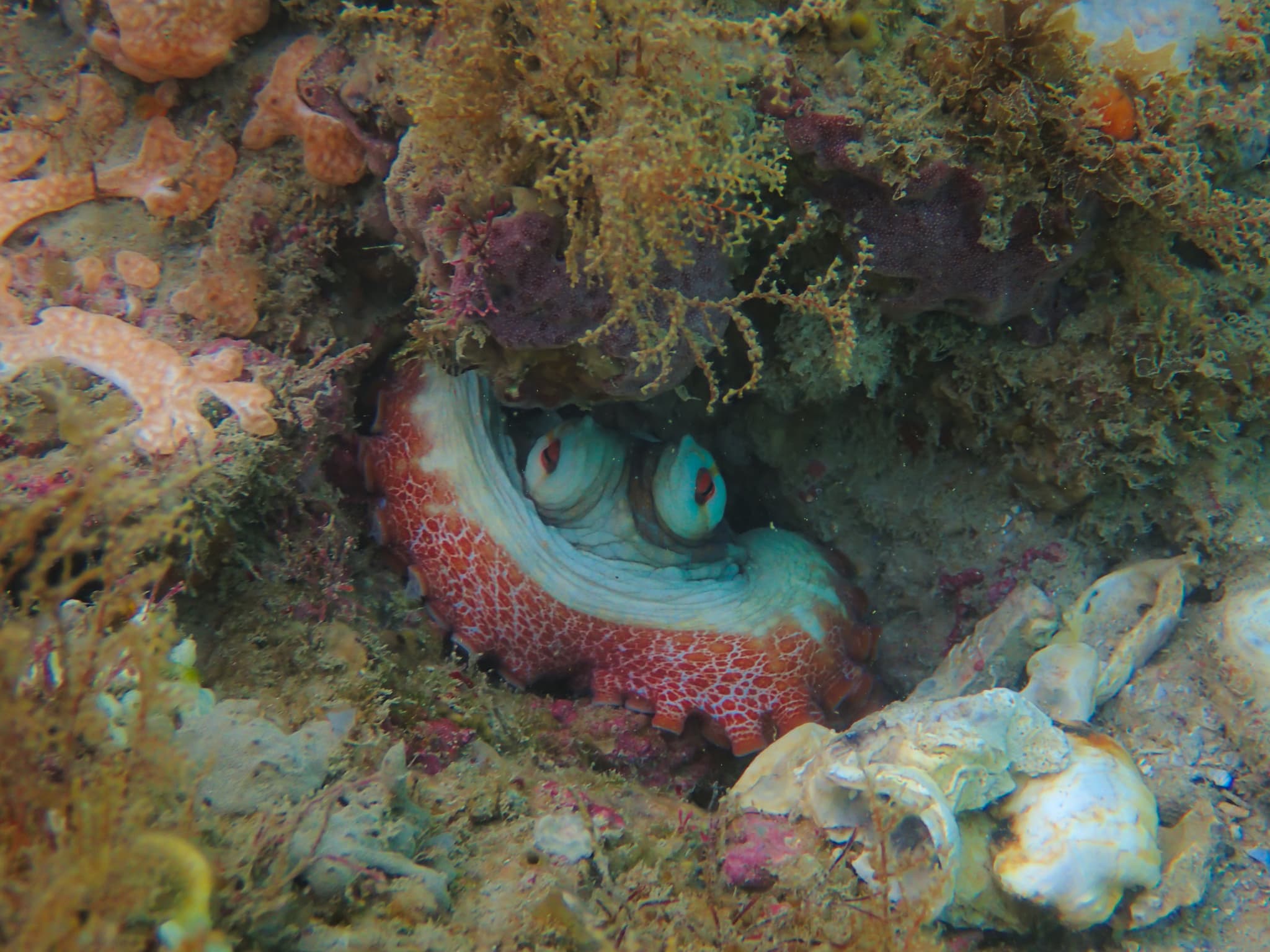 Brazilian Reef Octopus