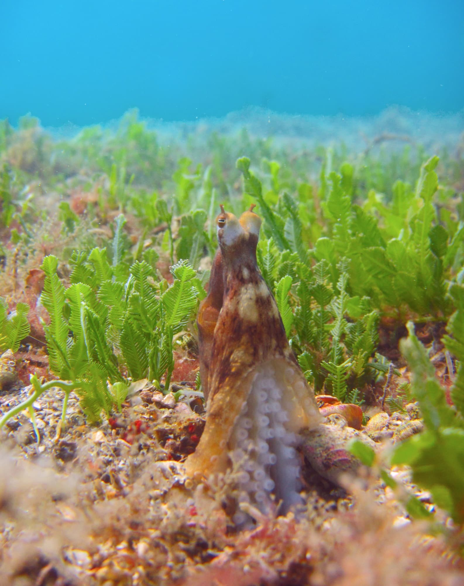 Macrotritopus defilippi in a tripod stance among seagrass