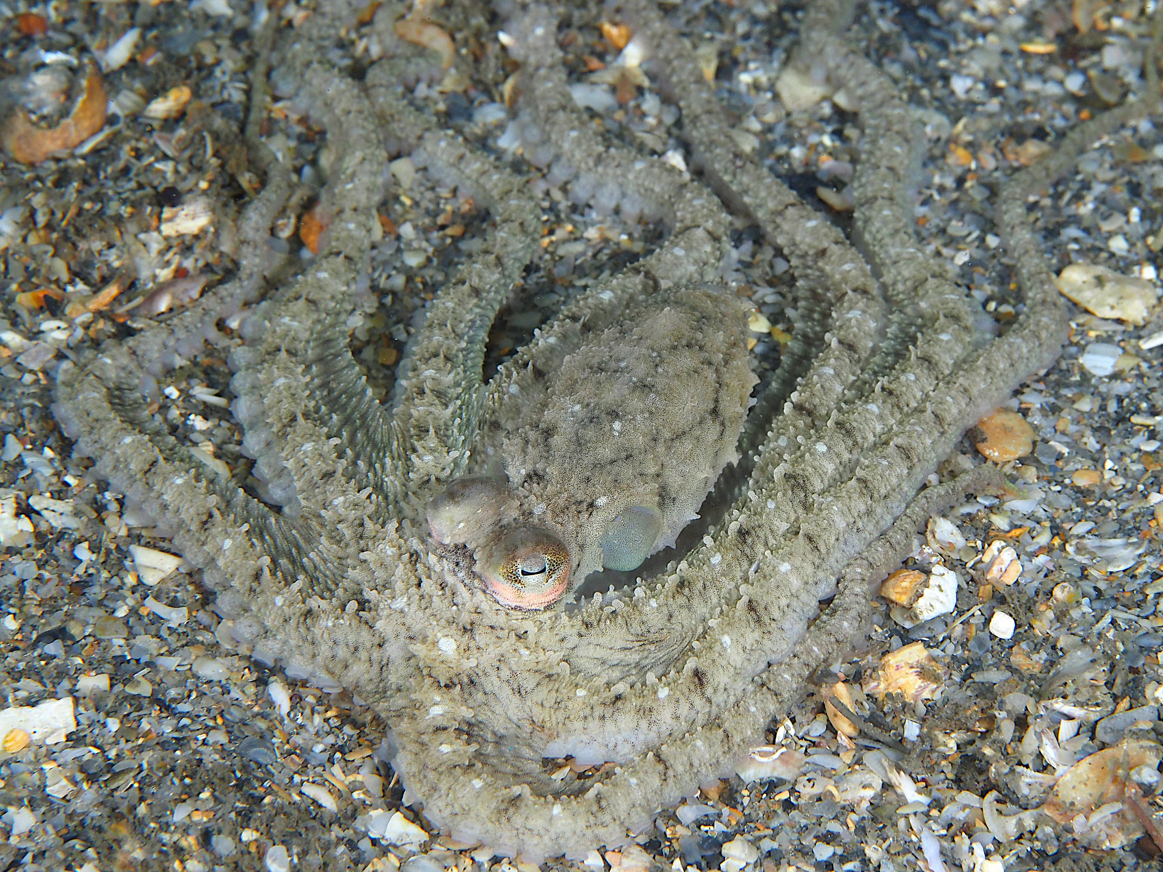 Atlantic Longarm Octopus