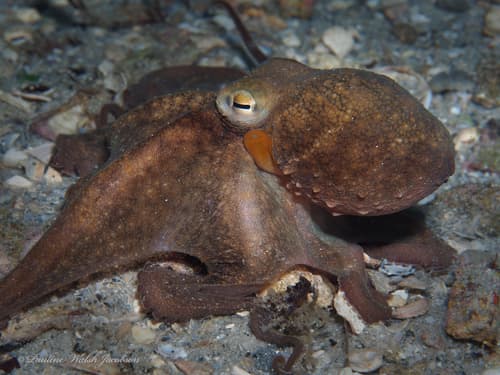 Common American Octopus