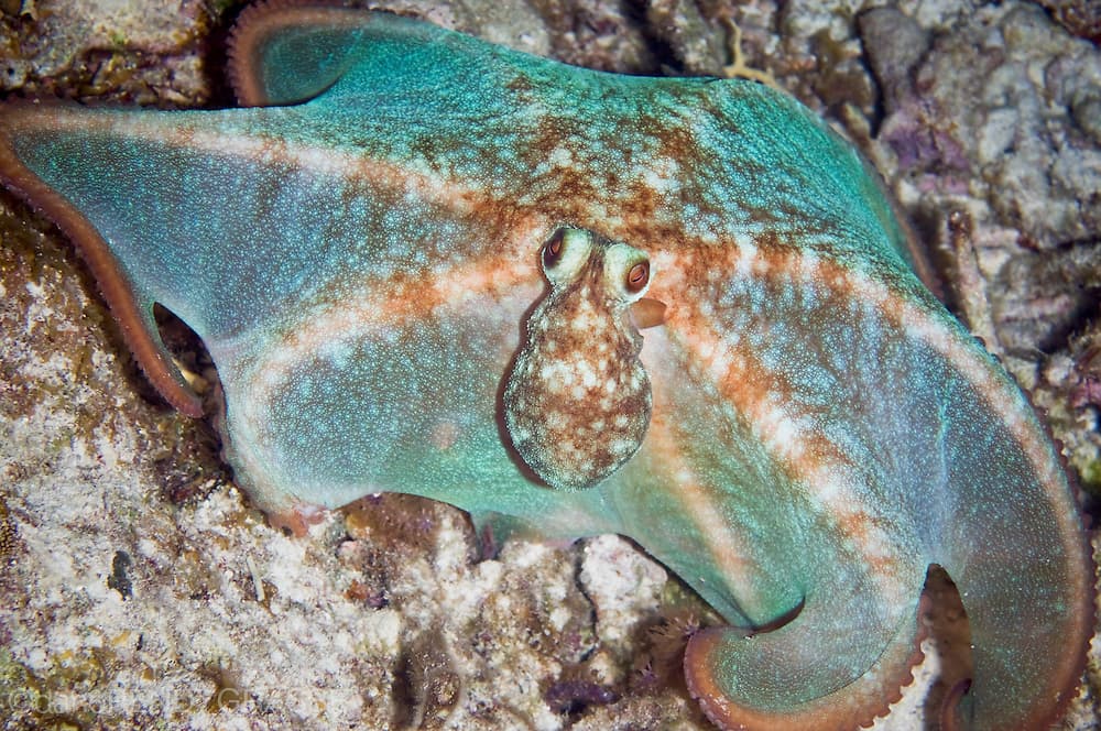 Caribbean Reef Octopus