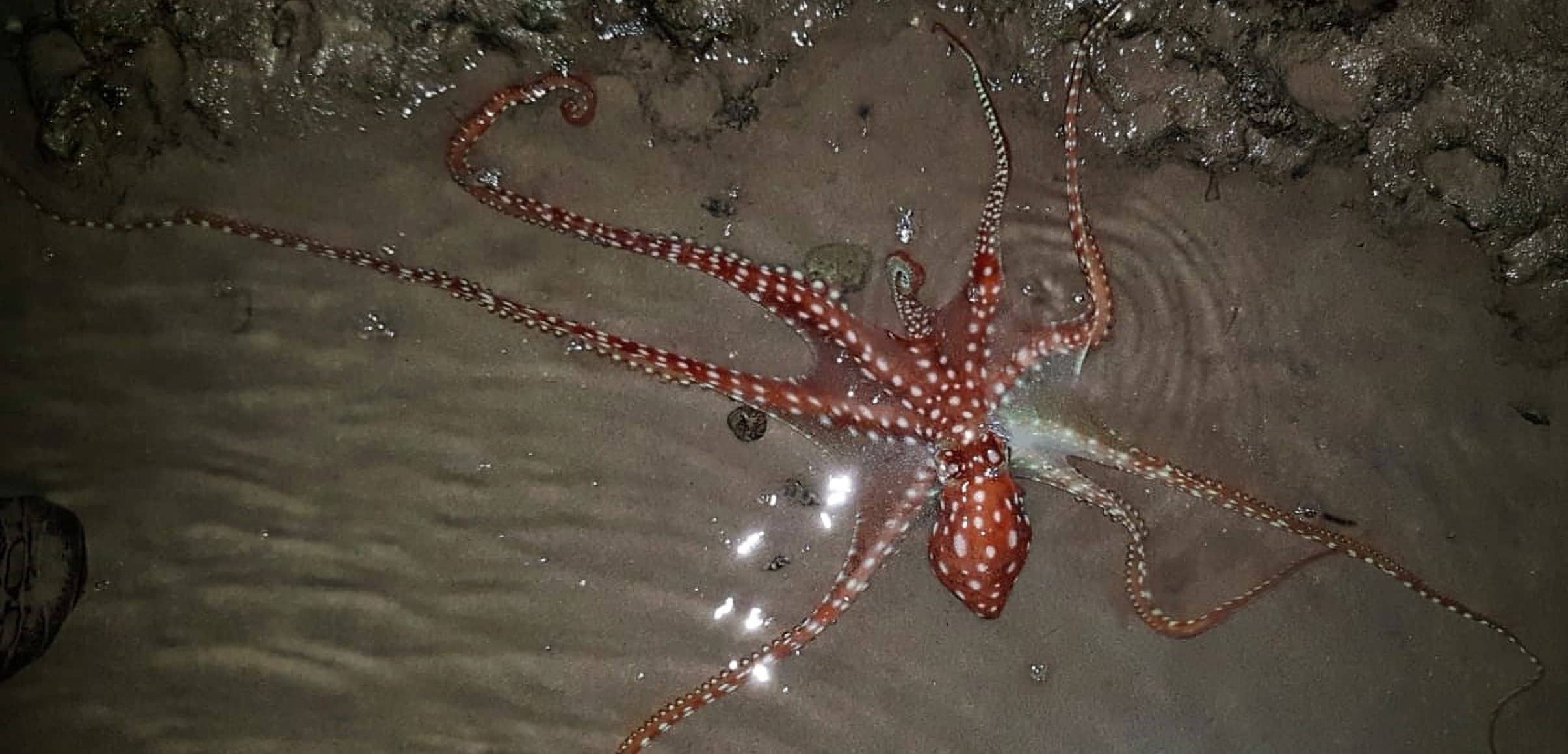 Sand Octopus
